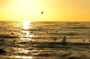 Möwen im Sonnenuntergang: Eine Videoszene der Haiku-Meditation zum Thema Nordsee auf dem Haiku-Kanal (YouTube)