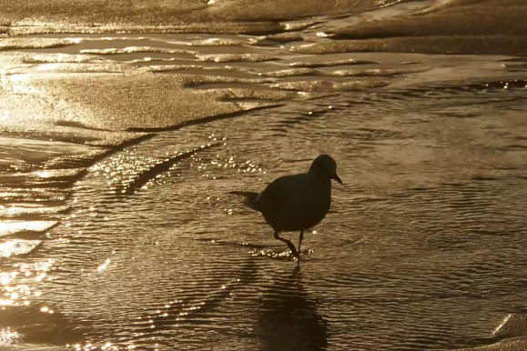 Eine Videoszene der ersten Haiku-Meditation auf dem Haiku-Kanal: Eine kleine Möwe, die im Watt durch den Sonnenuntergang marschiert