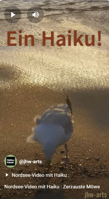 Anklickbares Vorschaubild zum Nordsee-Video mit Haiku "Eine zerzauste Möwe"