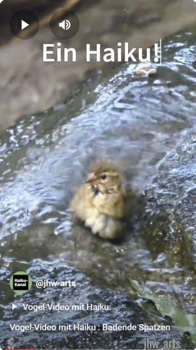 Anklickbares Vorschaubild zum Vogel-Video mit Haiku "Badende Spatzen"