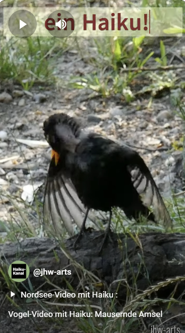 Anklickbares Vorschaubild zum Vogel-Video mit Haiku "Mausernde Amsel"